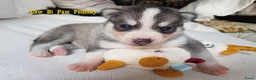Pomsky honden te koop: Pomsky puppy’s F4+, 100% Amerikaanse bloedlijn - Advertentie 4
