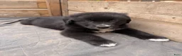 Kruising honden te koop: RESERVE LIJST/ 22 juli weg / incl. Video’s - Advertentie 10