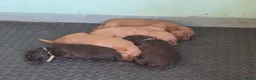 Labradoodle honden te koop: Super fijne multigen half Australian doodles🥰 - Advertentie 10