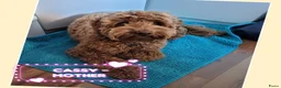 Australian Labradoodle honden te koop: Australian Labradoodle-teefje uit geteste ouders  - Advertentie 17