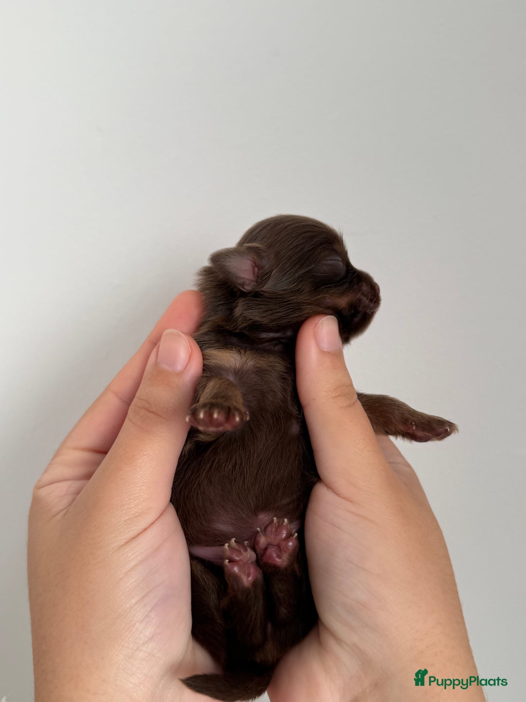 Chihuahua honden te koop: Chihuahuas pups - Advertentie 15