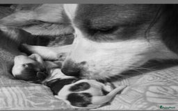 Kooikerhondje honden te koop: Prachtige raszuivere kooikerpups - Afbeelding 5