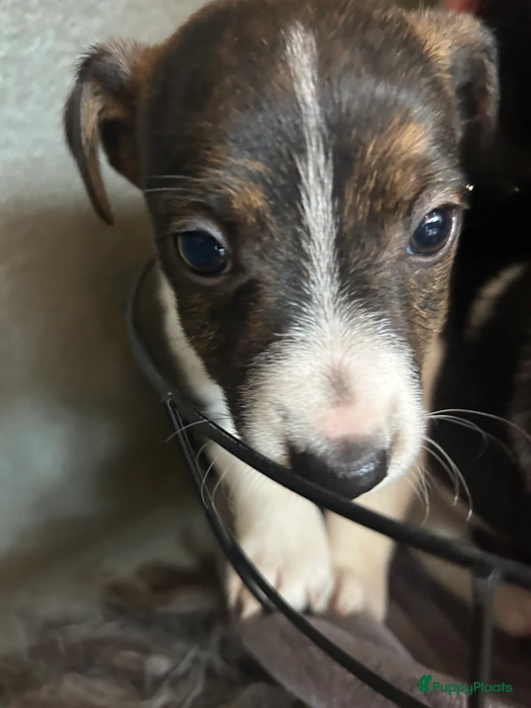 Jack Russel Terriër honden te koop: 4 mooie Jack Russell reutjes - Advertentie 6