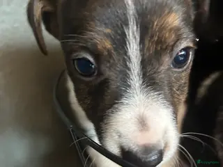 Jack Russel Terriër honden Nog 2 mooie Jack Russell reutjes - Advertentie 1