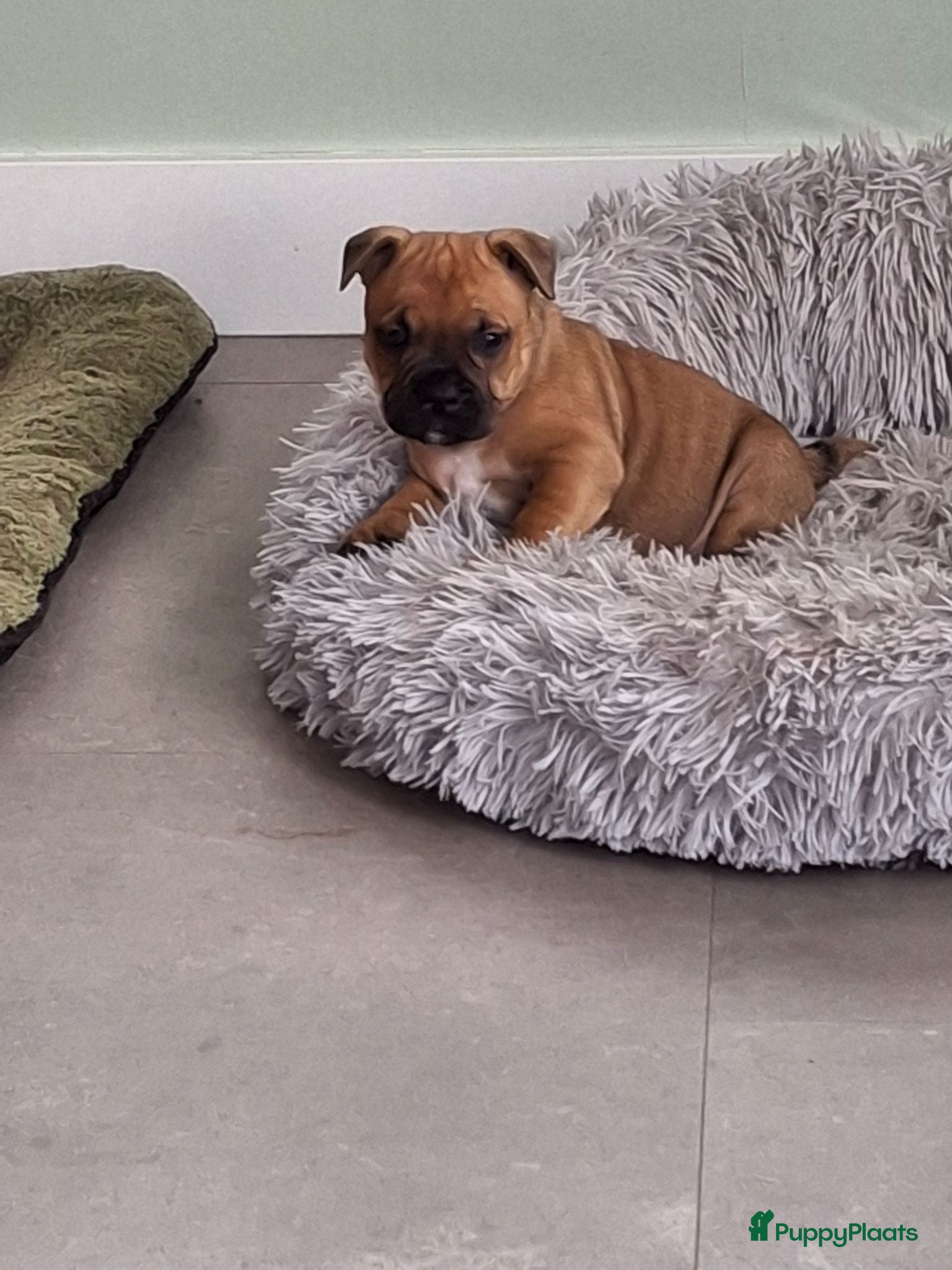 Kruising honden Prachtige pups - Advertentie 3