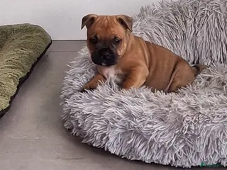 Kruising honden Prachtige pups - Advertentie 3