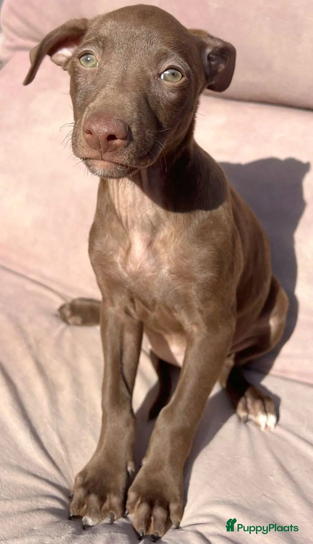 Kruising honden ter adoptie: Anie deze lieverd zoekt een vriendje  - Advertentie 7