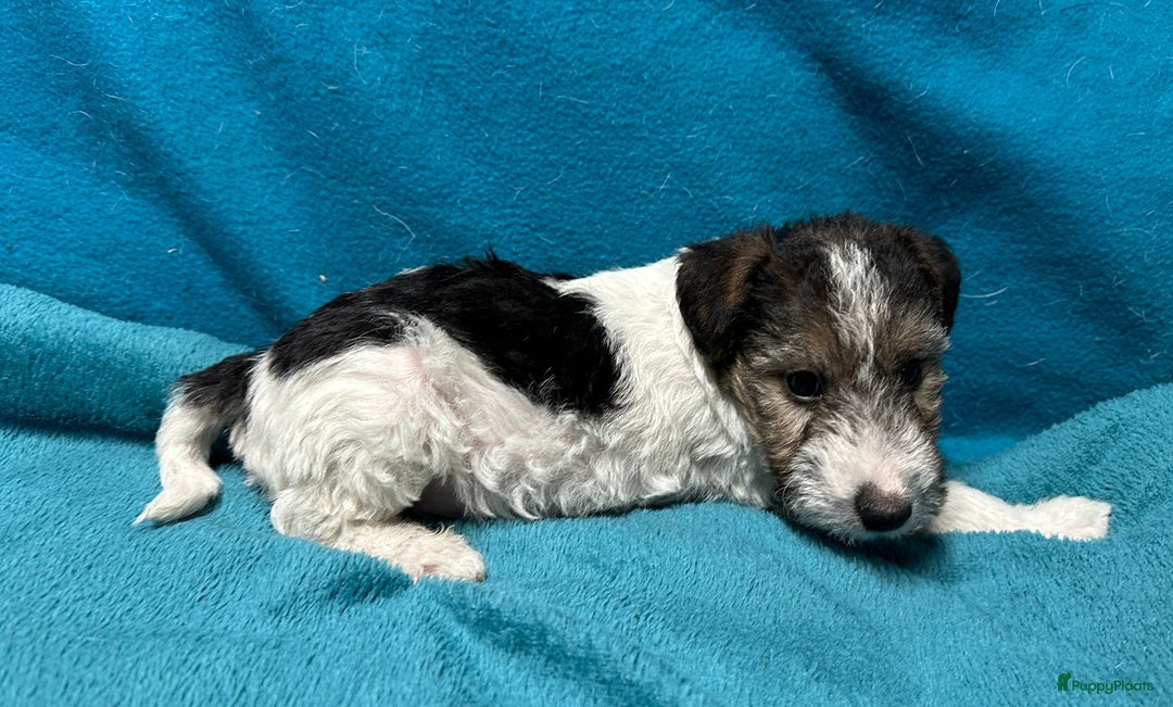 Fox Terriër Draadhaar honden te koop: Fox terrier draadhaar pups - Advertentie 2