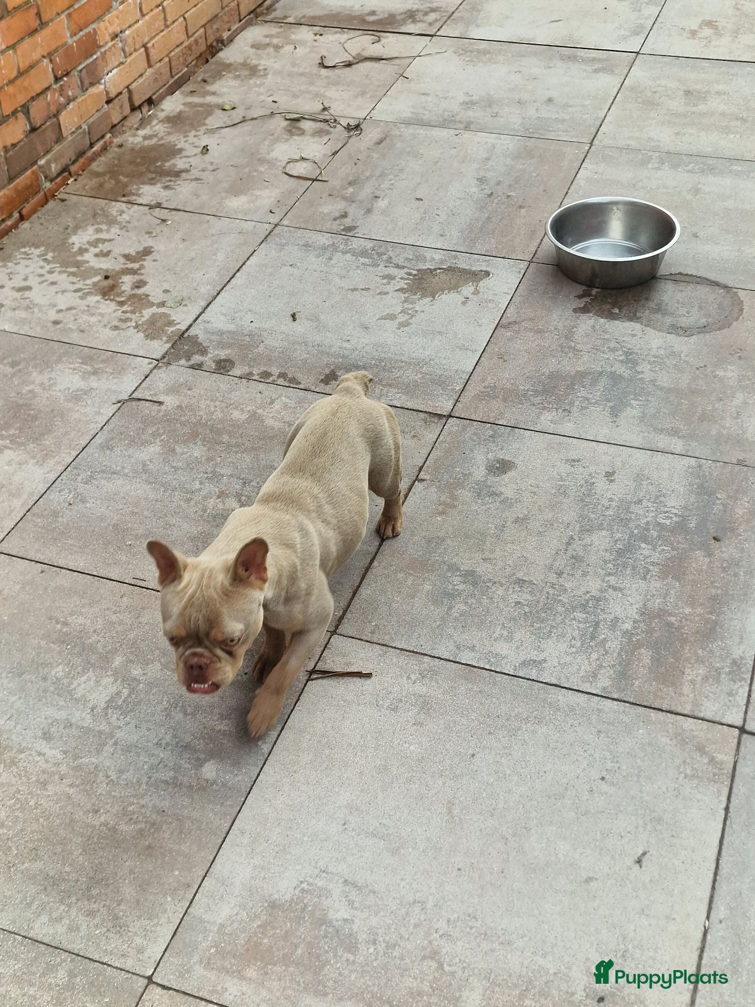 Franse Bulldog honden Mooie franse bulldog pups mogen nestje verlaten  - Advertentie 1