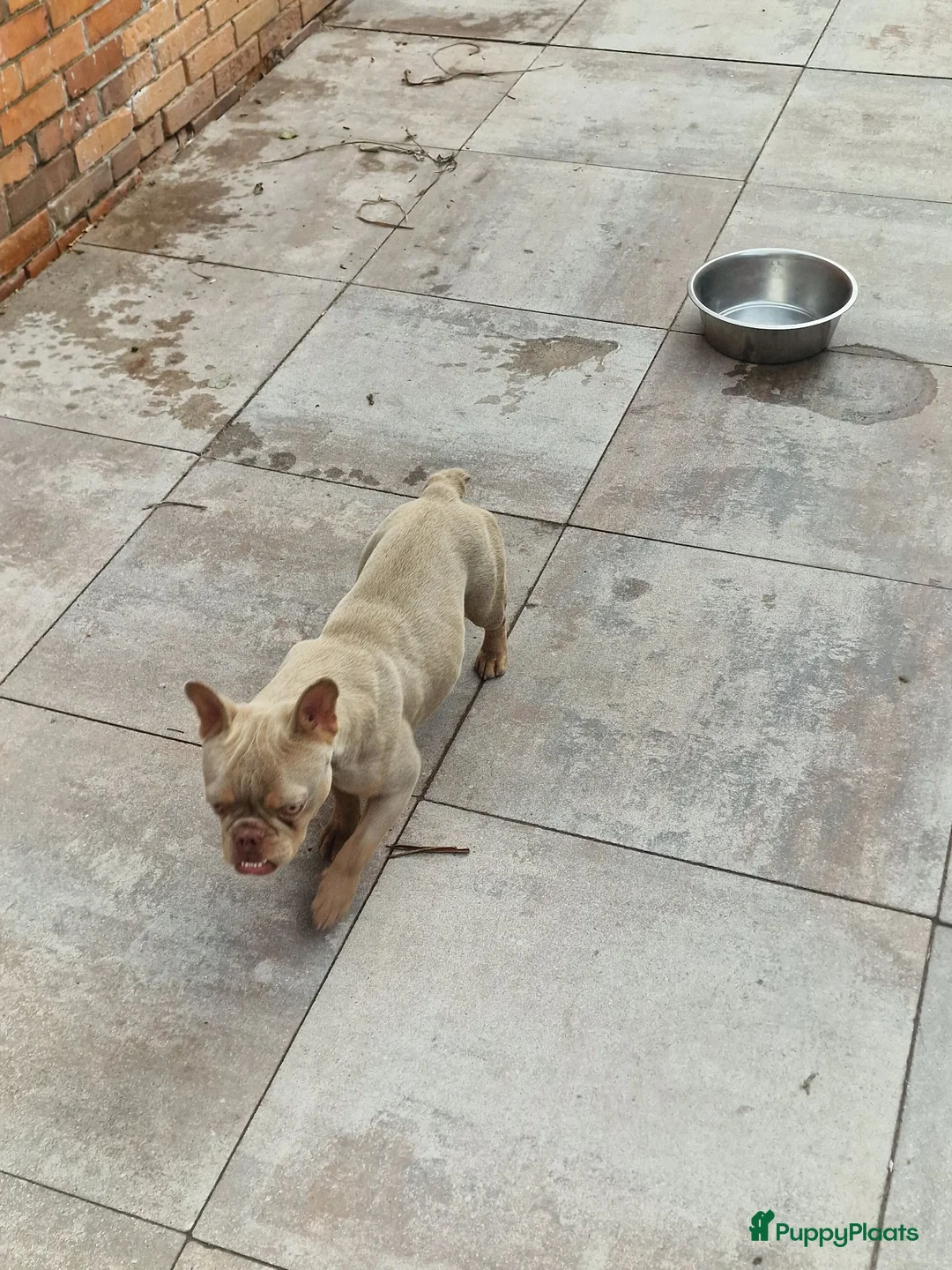 Franse Bulldog honden te koop: Mooie franse bulldog pups mogen nestje verlaten  - Advertentie 1