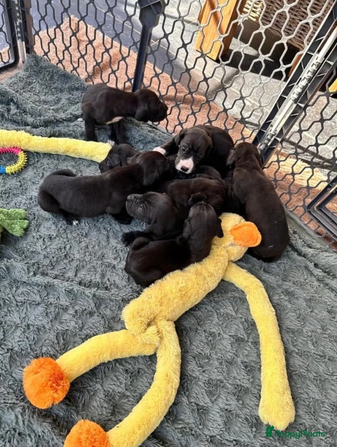 Duitse Dog honden te koop: Duitse Dog pups geboren - Advertentie 6