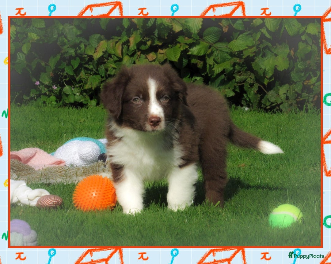 Australian Shepherd honden te koop: Prachtige Australian Shepherd pups te koop  - Afbeelding 6
