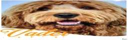 Australian Labradoodle honden te koop: Prachtig nestje Australian Labradoodles van Koosje - Advertentie 13