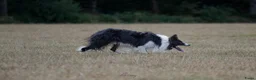 Border Collie honden te koop: Mooie, lieve en gesocialiseerde border collie - Advertentie 27