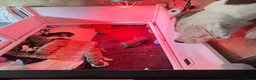 Kruising honden te koop: Prachtig nest bully xl en amerikaanse stafford in Heerhugowaard - Advertentie 9
