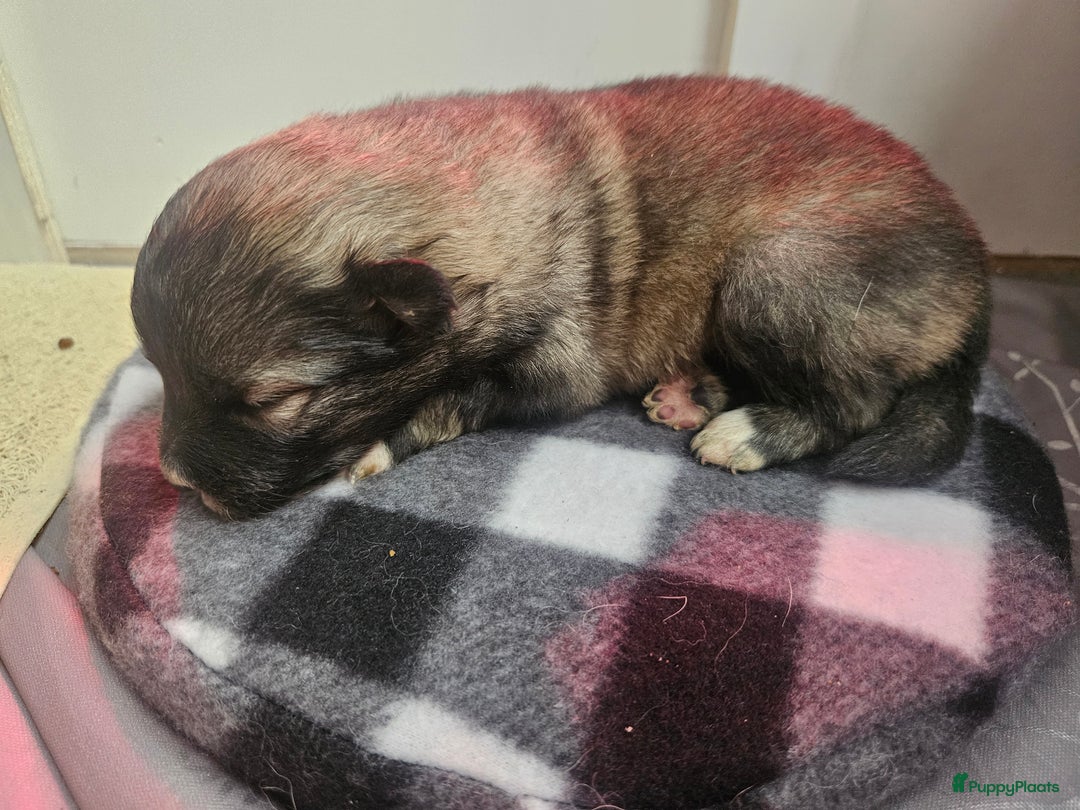 Kruising honden te koop: knappe keeshond x border collie puppy's te koop - Advertentie 11