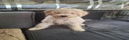 Kruising honden te koop: laatste labradoodle pup zoekt een gouden mandje - Advertentie 2