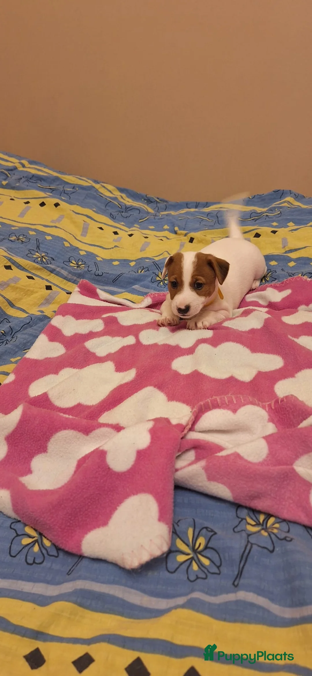 Poedel Toy honden te koop: Jack Russell Terrier pups beschikbaar - Advertentie 2