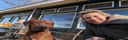 Rhodesian Ridgeback honden te koop: Prachtige Rhodesian Ridgeback pups - Advertentie 8