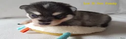 Pomsky honden te koop: Pomsky puppy’s F4+, 100% Amerikaanse bloedlijn - Advertentie 11