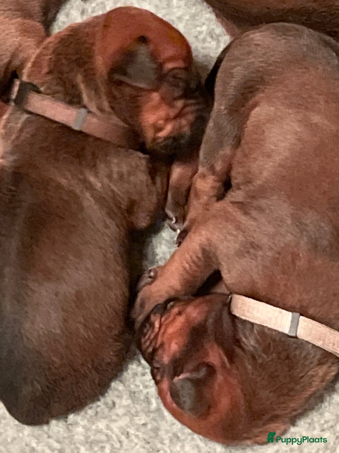 Rhodesian Ridgeback honden te koop: Rhodesian Ridgeback 7 reutjes geboren - Advertentie 37