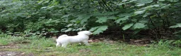 Tibetaanse Terriër honden te koop: Tibetaanse terrier teefje 🩷 - Advertentie 3