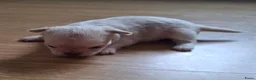 Chihuahua honden te koop: Mooi langharig chihuhmahua teefje - Advertentie 4