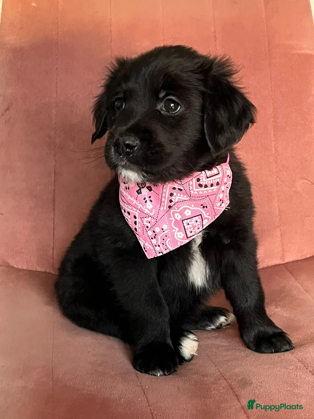 Kruising honden te koop: Xing golden retiever, aussie in huis opgegroeid - Advertentie 2