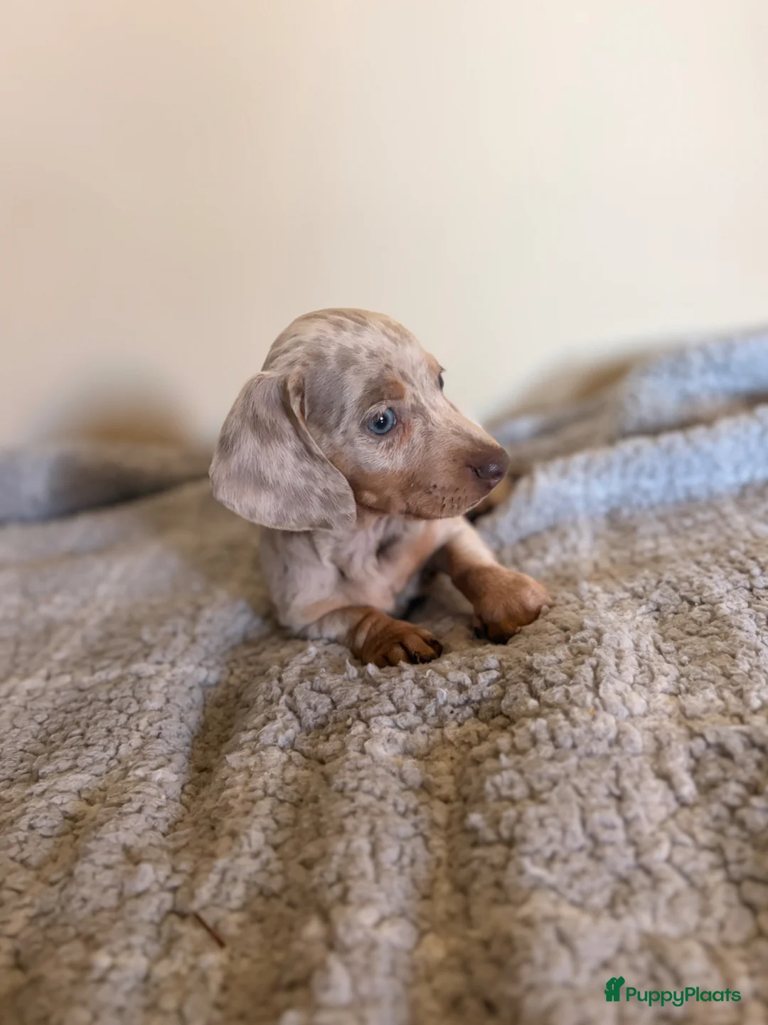 Teckel (korthaar)  honden te koop: Dwerg Merle Teckels pups. - Advertentie 1