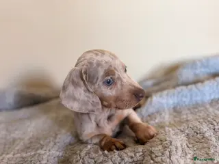 Teckel (korthaar) honden Dwerg Merle Teckels pups. - Advertentie 4
