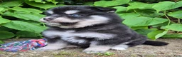 Kruising honden te koop: Pomsky x shiba inu (1/4) pups - Advertentie 6