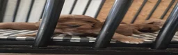 Cockapoo honden te koop: Cockapoo pups beschikbaar  - Advertentie 8