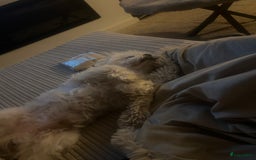 Maltezer honden ter dekking: Maltezer  in Veendam - Afbeelding 8
