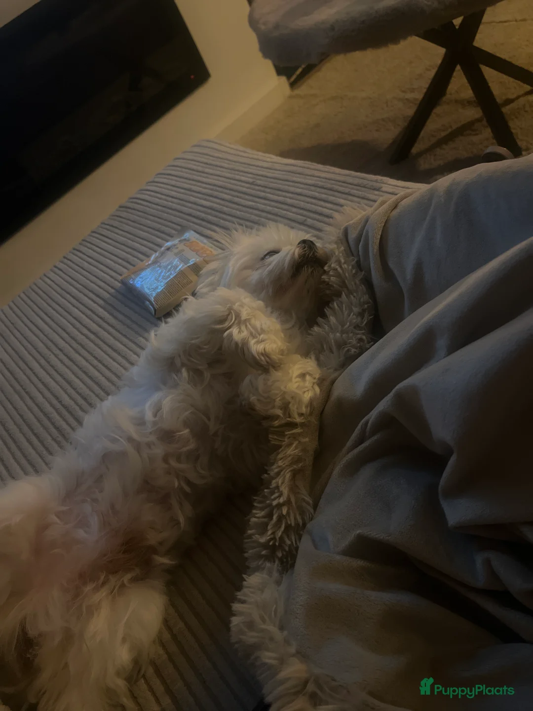 Maltezer honden ter dekking: Maltezer  in Veendam - Advertentie 7