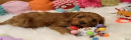 Kruising honden te koop: Prachtig mini Australian labradoodle pupjes - Advertentie 2