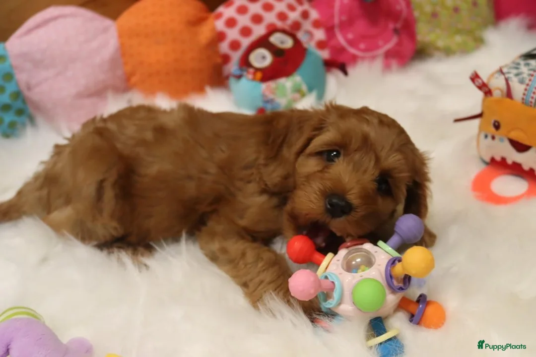 Kruising honden te koop: Prachtig mini Australian labradoodle pupjes - Advertentie 2