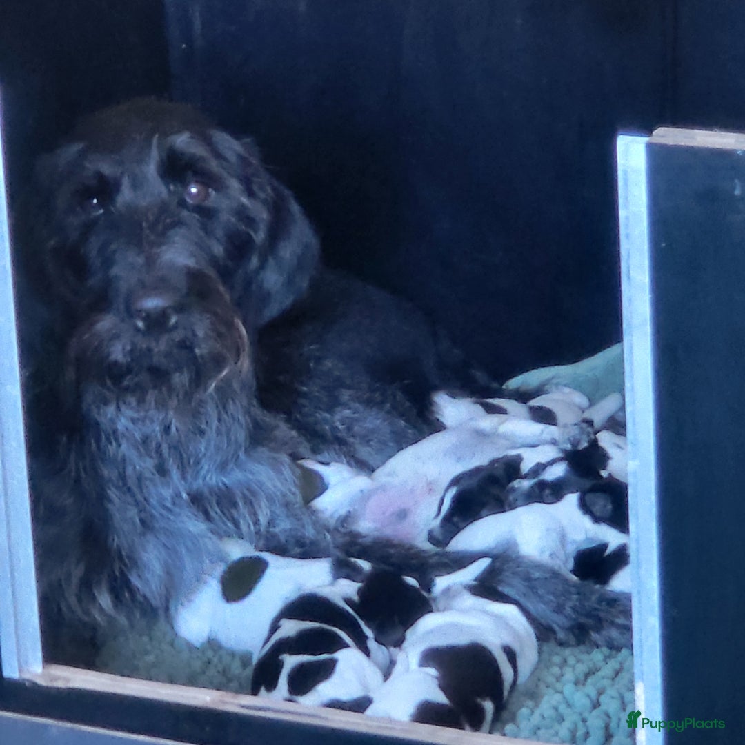 Duitse Staande Hond Draadhaar honden te koop: Duitse staande ruwhaar/draadhaar  - Afbeelding 2