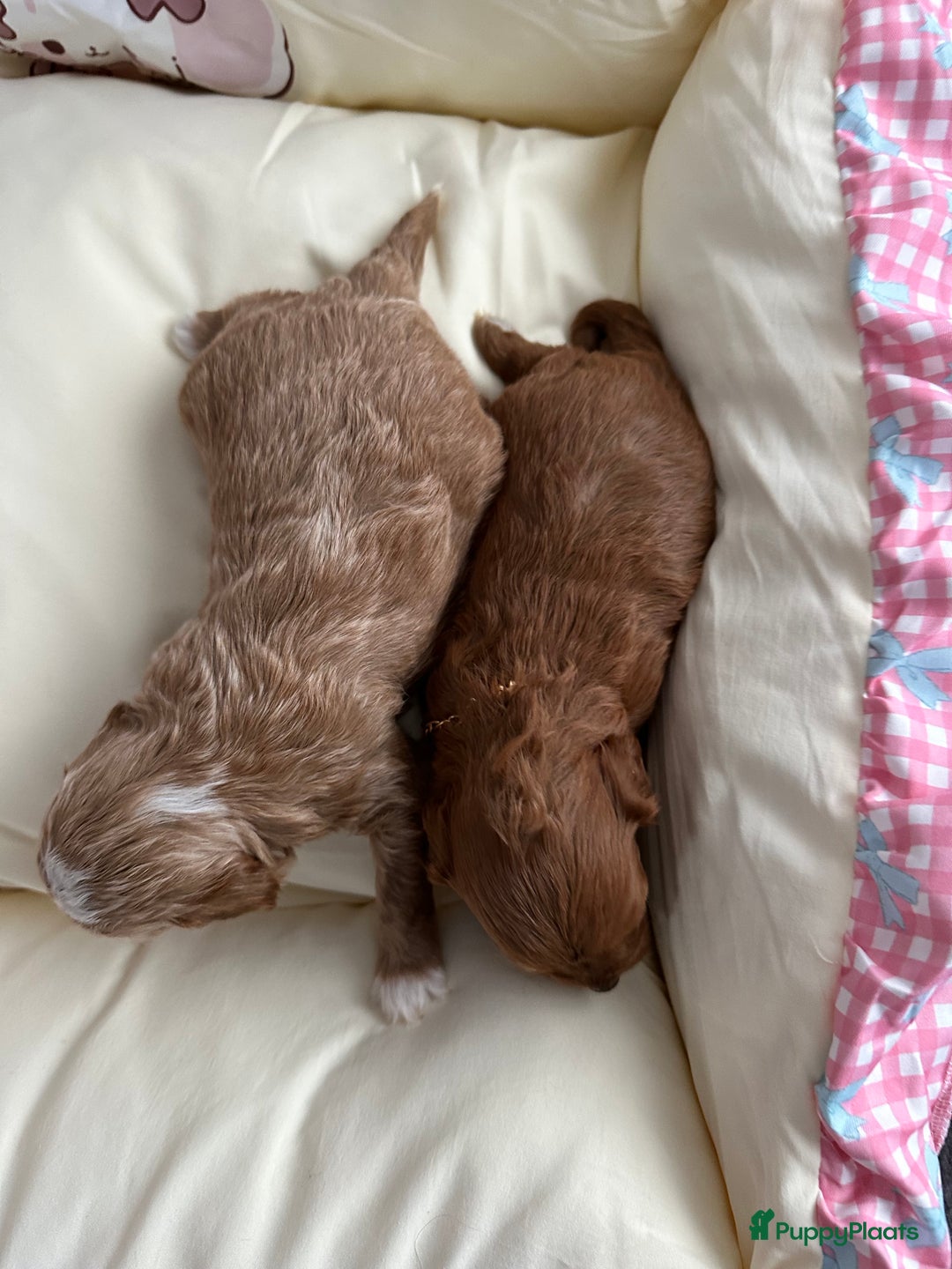 Maltipoo honden te koop: MALTIPOO pups te reserveren bijna 5 weken oud - Advertentie 8