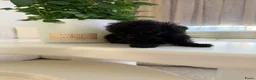 Poedel Toy honden te koop: Toy pooedel teefjes  - Advertentie 16