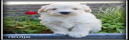 Labradoodle honden te koop: Labradoodle medium pups - Advertentie 15
