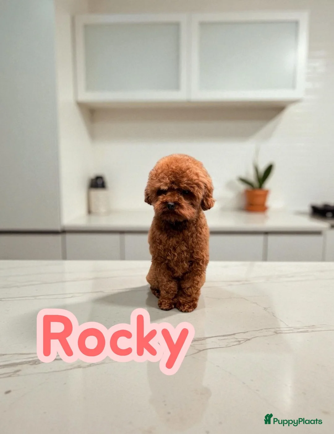 Maltipoo honden te koop: Schattige maltipoo pups zoeken een vijf ️⭐️huisje! - Advertentie 11