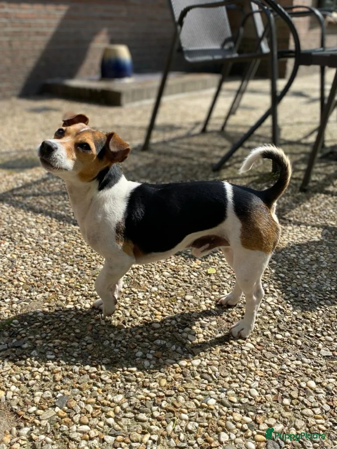 Jack Russel Terriër honden te koop: Jack Russel pup teefje - Advertentie 12