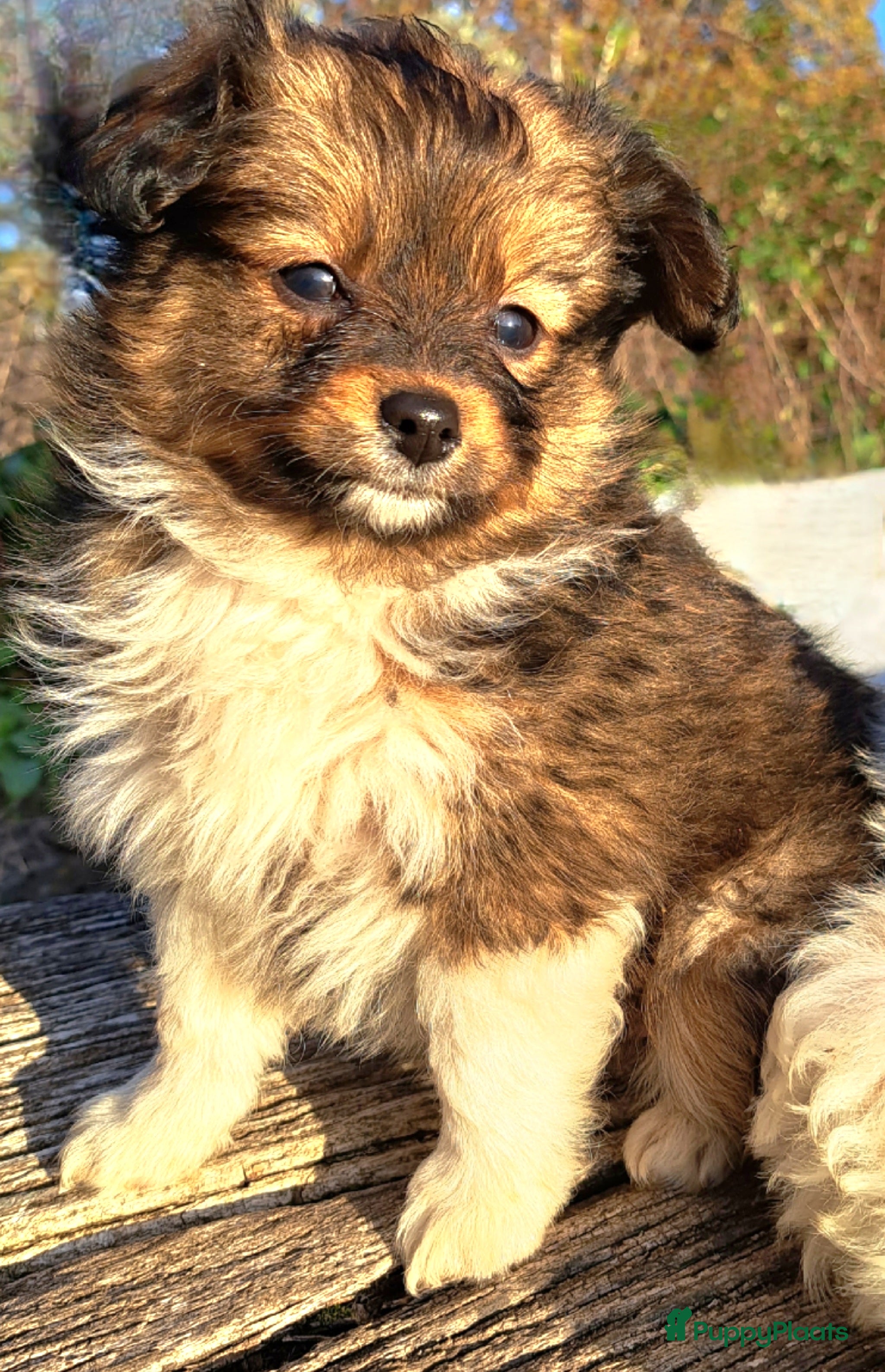 Kruising honden De mooiste Toy PapilLa - Advertentie 5