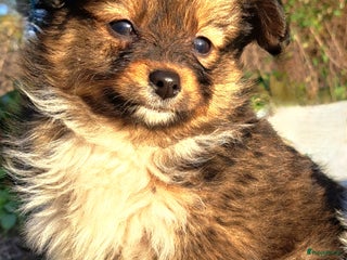 Kruising honden De mooiste Toy PapilLa - Advertentie 1