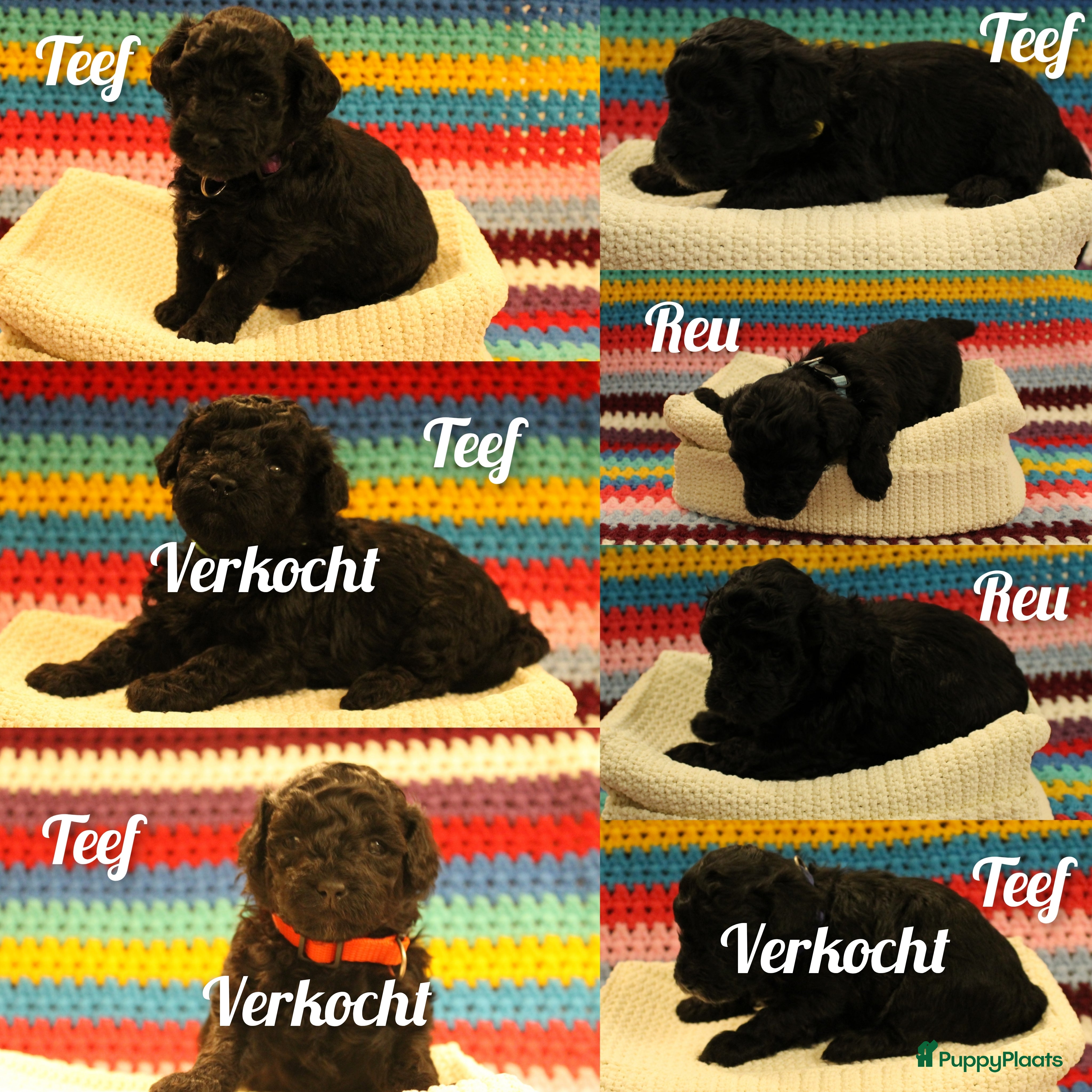 Maltipoo honden Fantastisch zwarte Maltipoo F1b 🥰 Anti-allergie - Advertentie 13