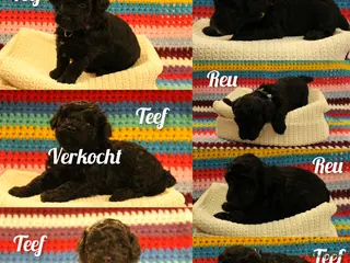 Maltipoo honden Fantastisch zwarte Maltipoo F1b 🥰 Anti-allergie - Advertentie 13