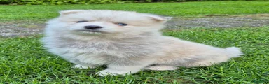 Kruising Puppy 1