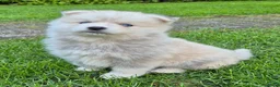 Kruising honden te koop: Pomsky x shiba inu (1/4) pups - Advertentie 3