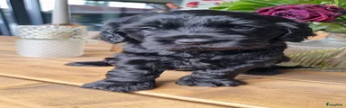 Australian Labradoodle Puppy 3