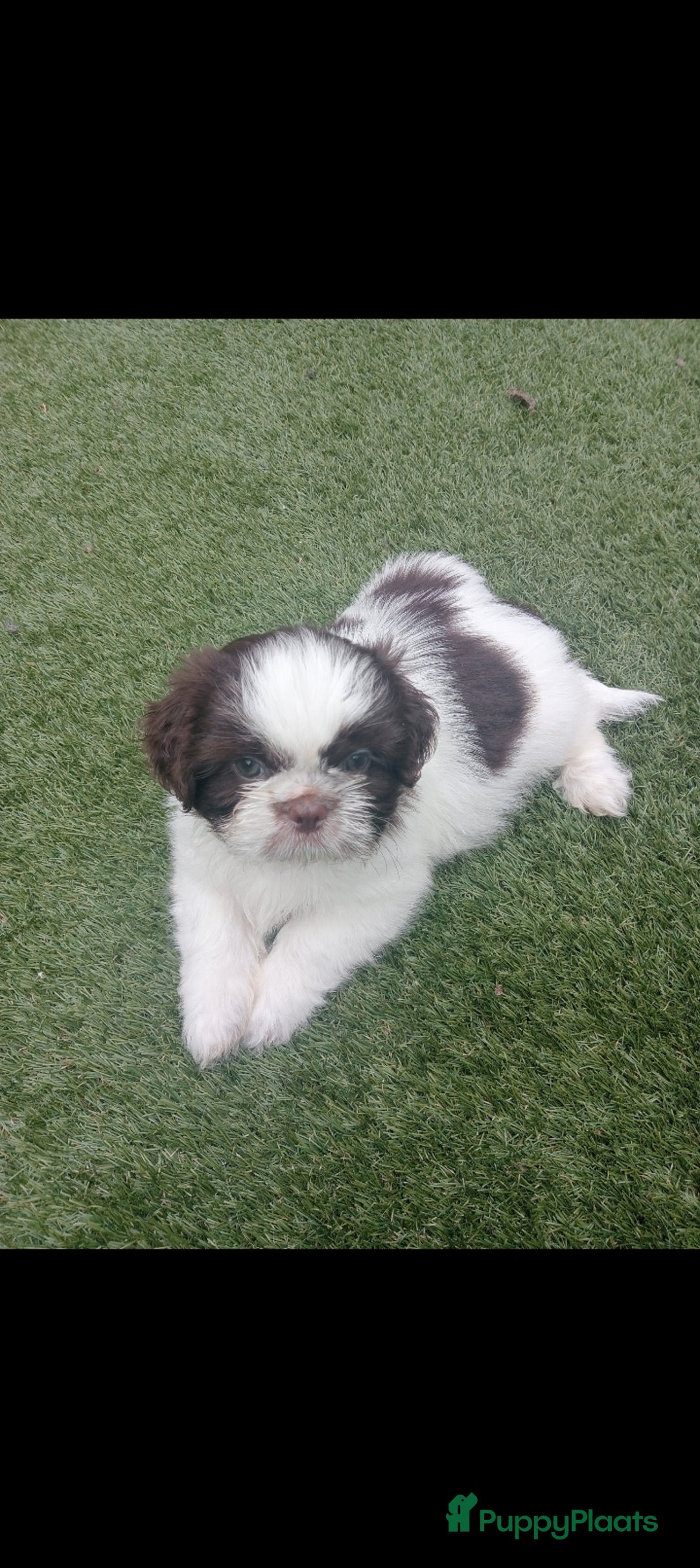 Shih Tzu honden te koop: Raszuivere Shih tzu pups nog 1 teefje en 1 reutje  - Afbeelding 10